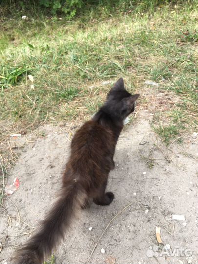 Котята бесплатно