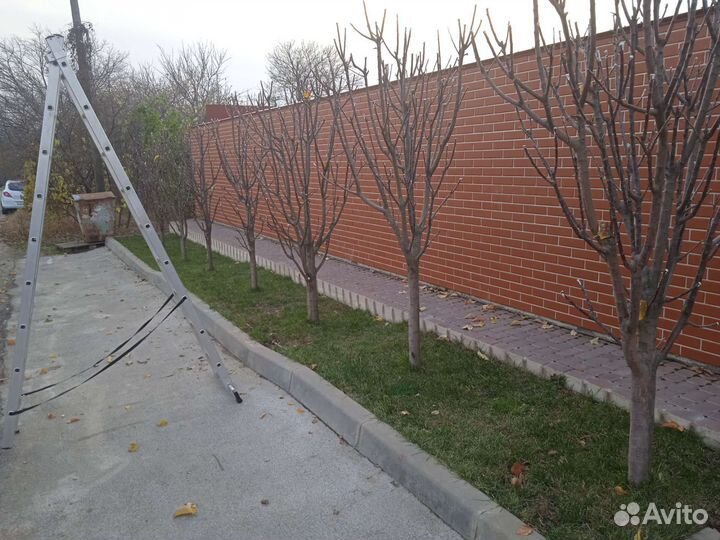 Обрезка плодовых деревьев