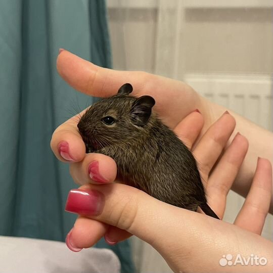 Чилийская белка дегу