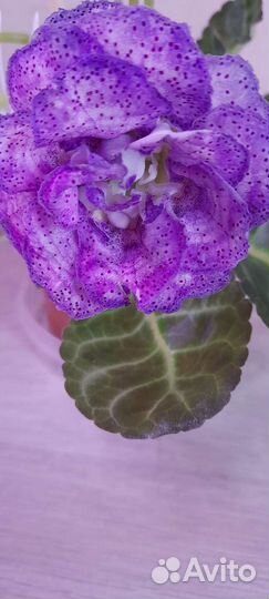 Сортовые детки глоксиний