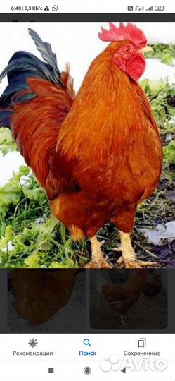 Венгерский великан