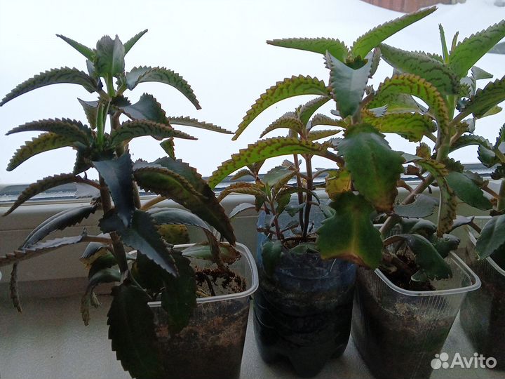 Каланхоэ лечебное