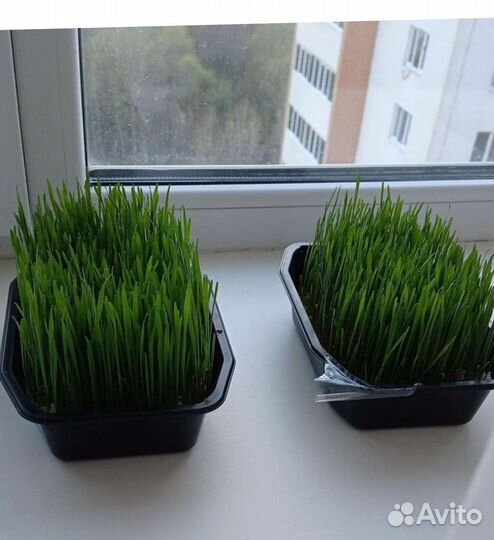 Ростки пшеницы