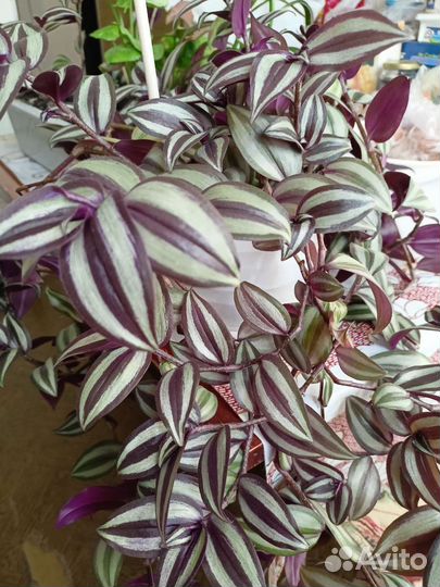 Традесканция зебрина