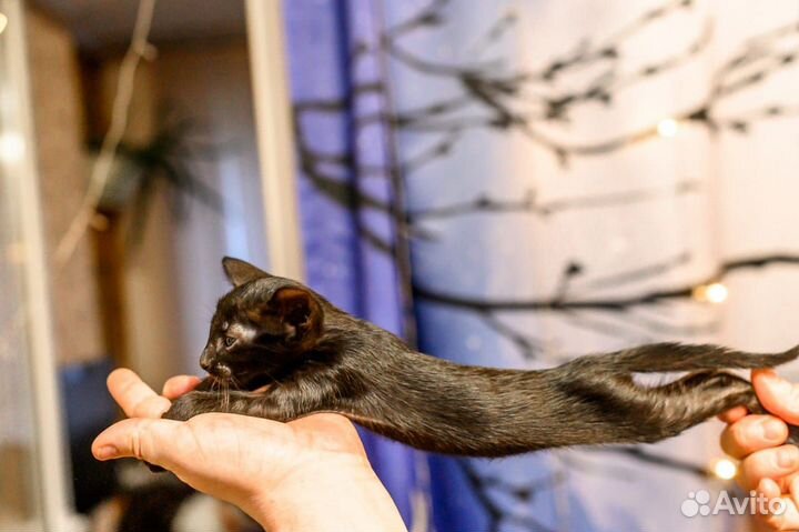 Ориентальные котята