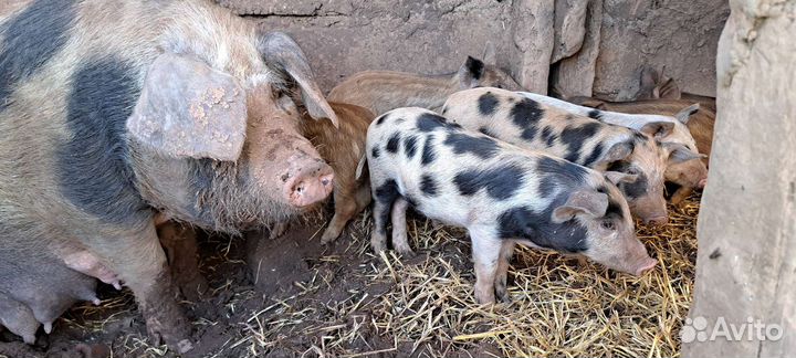 Поросята помесь с диким кабаном