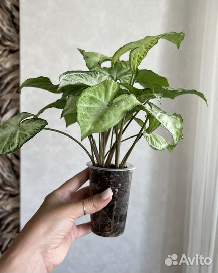 Сингониумы (часть 1)