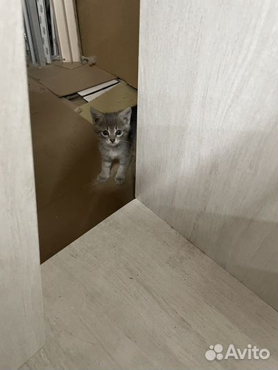 Котята в добрые руки даром