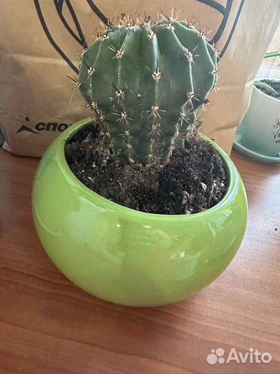 Отдам бесплатно комнатные цветы