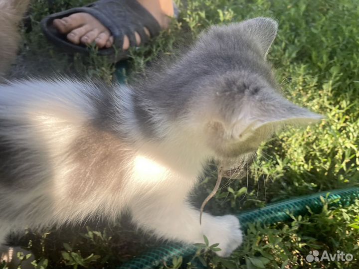 Катята от кошки крыселовки