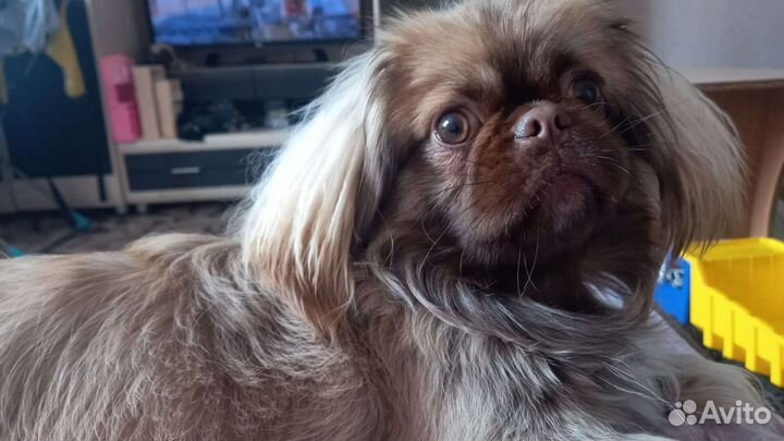 Вязка пекинес