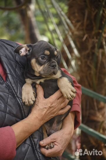 Мальчик французик голубой подпал с документами. пи