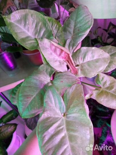 Сингониумы сортовые