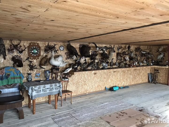 Коллекция Чучел