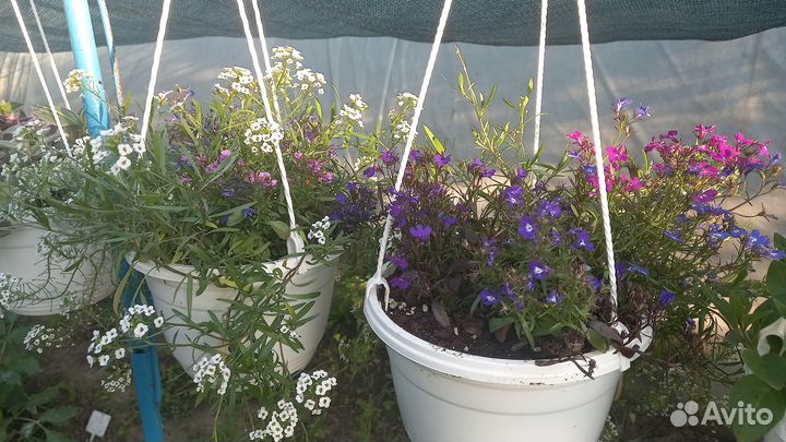 Комнатные цветы