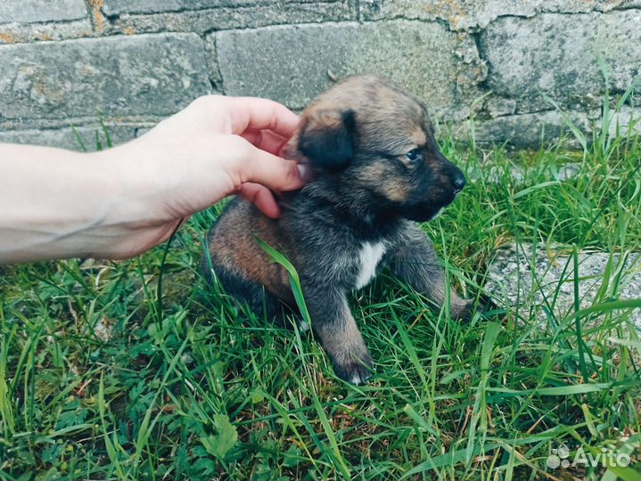 Щенки