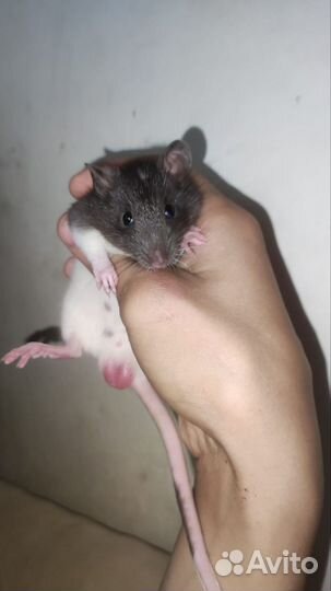 Крыса дамбо бесплатно