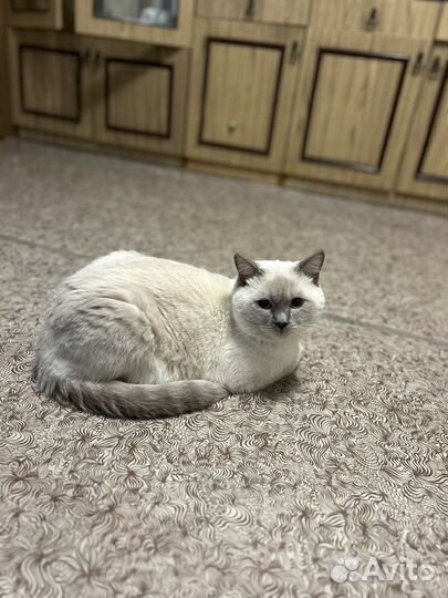 Коты для вязки