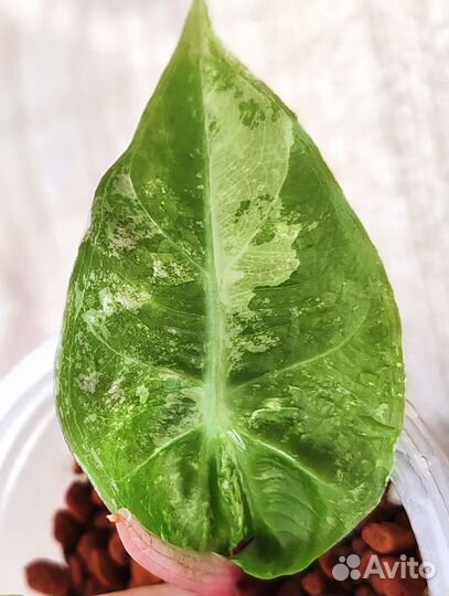 Алоказия Пинк Дракон Альбо вар
