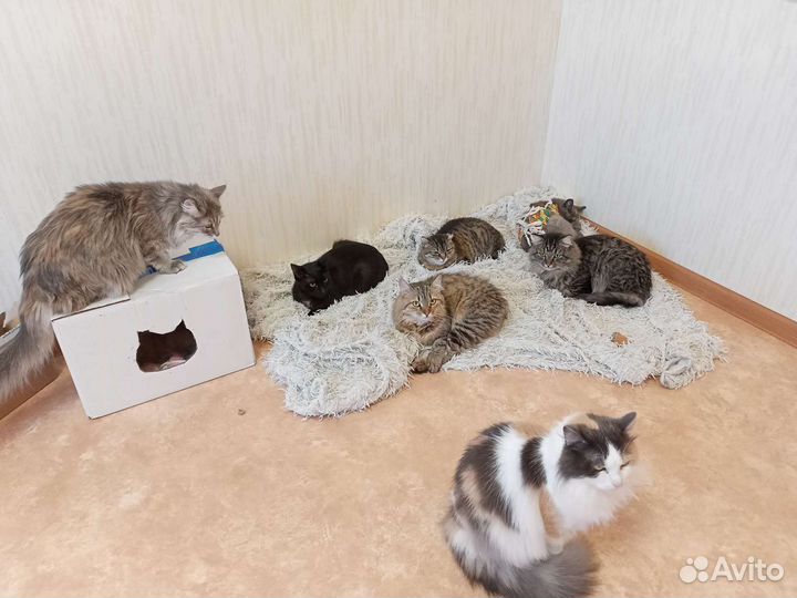 Кошки и коты в добрые руки