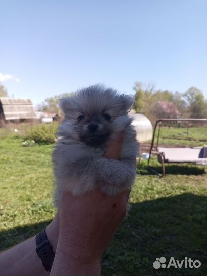 Померанский шпиц