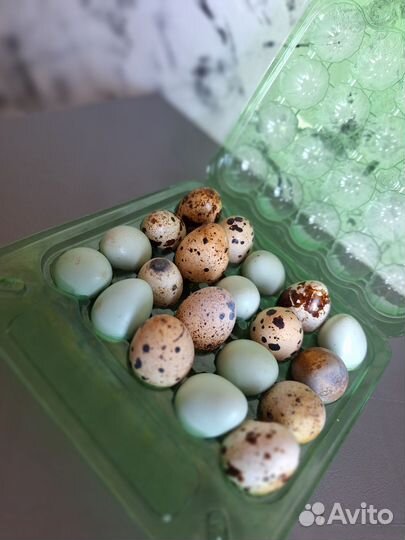 Яйца перепелиные