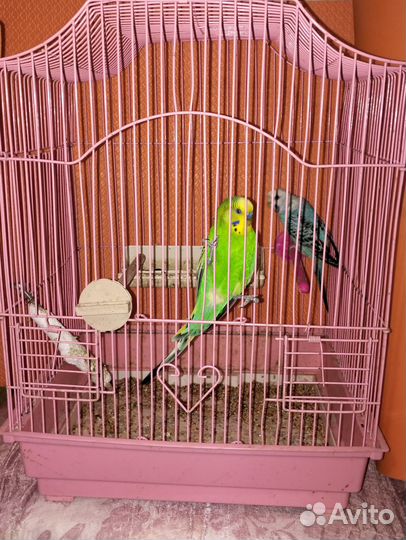 Волнистые попугаи