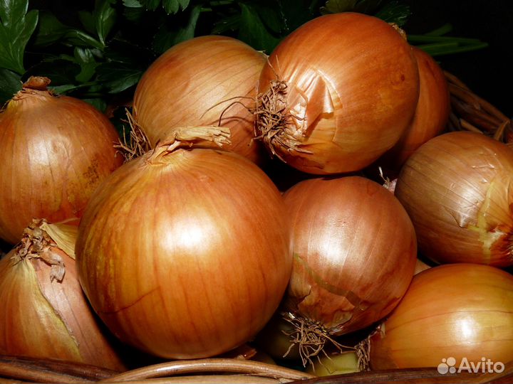 Лук оптом