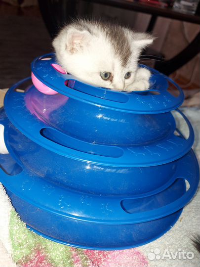 Котята Шиншиллы