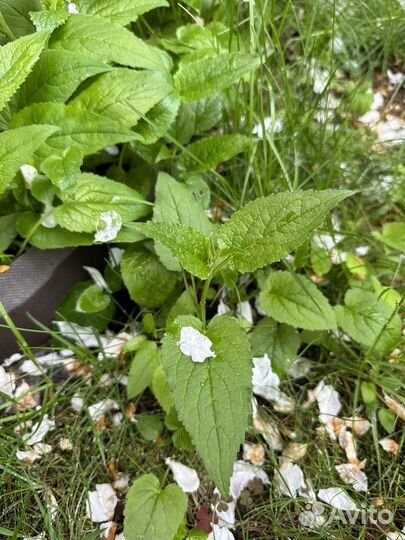 Колокольчик многолетний