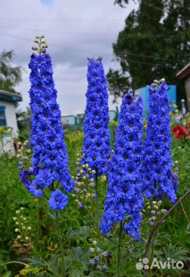 Дельфинниум Новозеландский