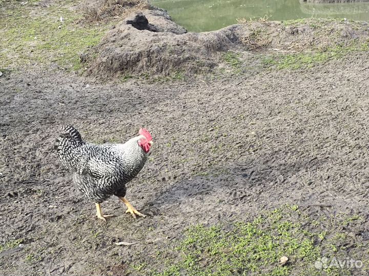 Петухи породы доминант крапчатый