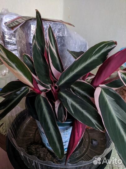 Строманта. Красивое декоративно-листное комнатное