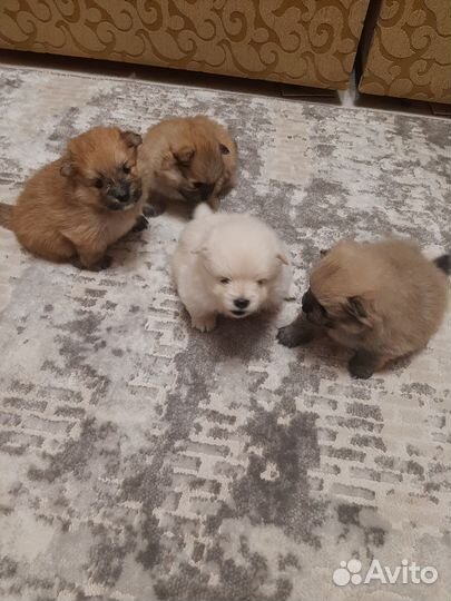 Собаки щенки шпиц