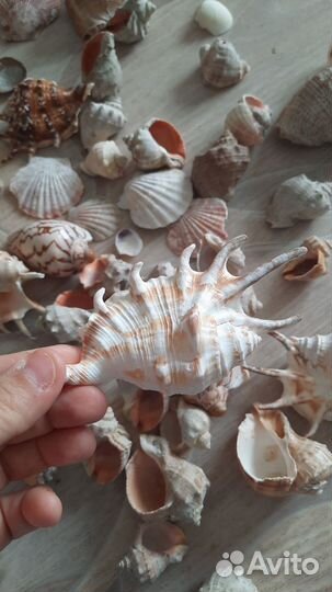 Морские ракушки раковины