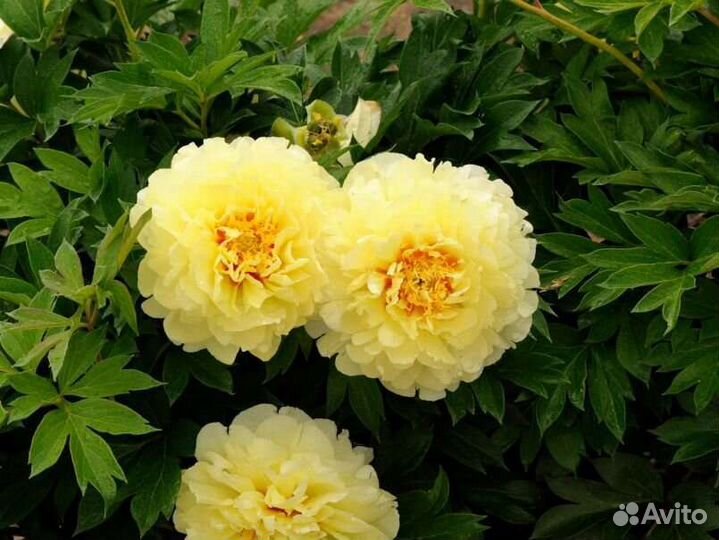 Корни пионов сорта bartzella