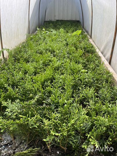 Черенки туи смарагд