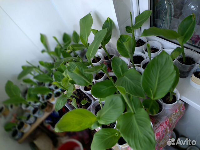 Цветы канны