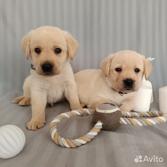 Лабрадора щенки