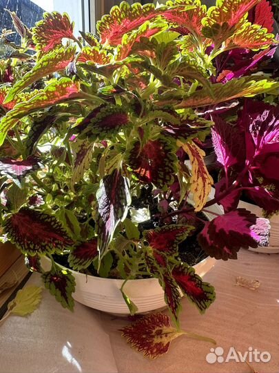 Композиция из колеусов в горшке