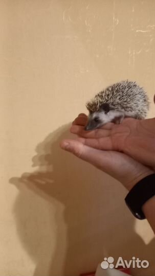 Африканский ежик