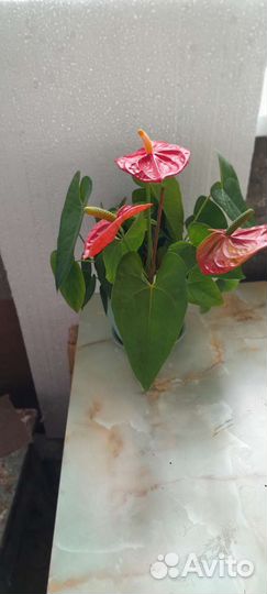 Комнатные цветы антуриум
