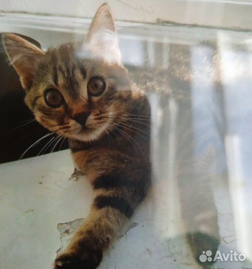 Котёнок бесплатно