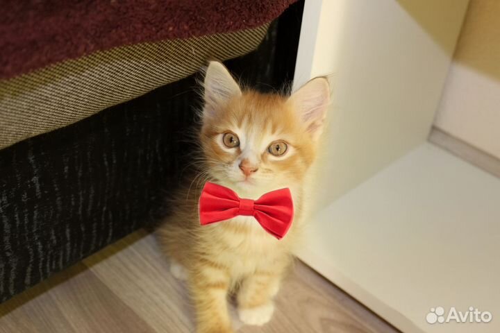 Рыжий котик