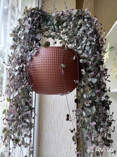 Хойя керри сплеш. Церопегия вуда