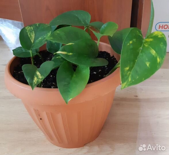 Сциндапсус эпипремнум