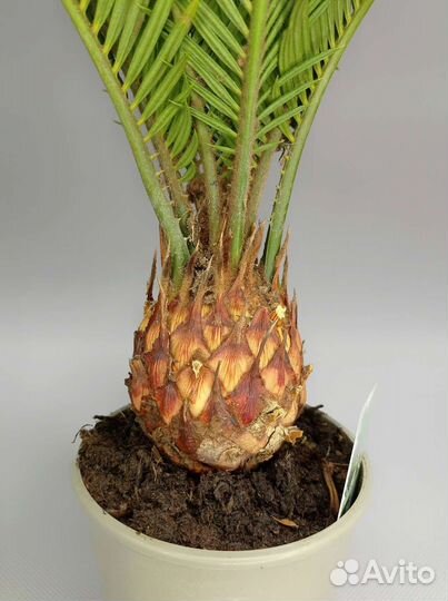 Пальма Цикас Revoluta