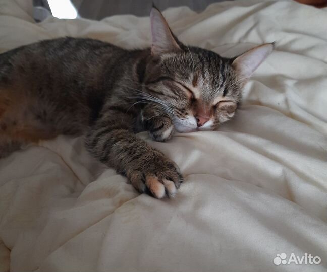 Отдам в добрые руки