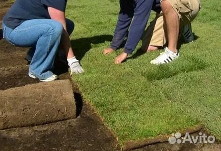Продажа Рулонного газона