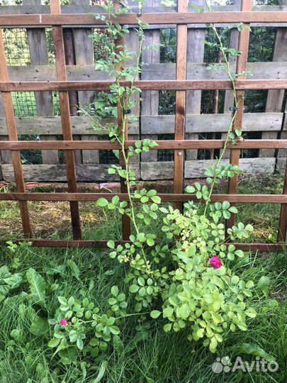 Кустовые розы в горшке и в грунте